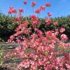 Azalea Mollis 'Jolie Madame'