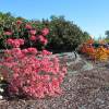 Azalea Mollis 'Jolie Madame'