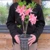 Azalea Mollis 'Jolie Madame'