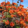 Azalea Mollis 'Gibraltar'