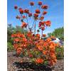 Azalea Mollis 'Gibraltar'