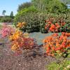 Azalea Mollis 'Gibraltar'