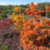 Azalea Mollis 'Gibraltar'