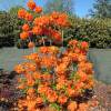 Azalea Mollis 'Gibraltar'