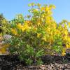 Azalea Mollis 'Gold Topaz'