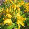 Azalea Mollis 'Gold Topaz'