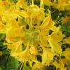 Azalea Mollis 'Gold Topaz'