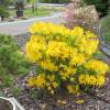 Azalea Mollis 'Gold Topaz'