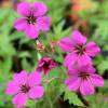 Geranium, Patricia