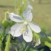 Geranium, Galactic