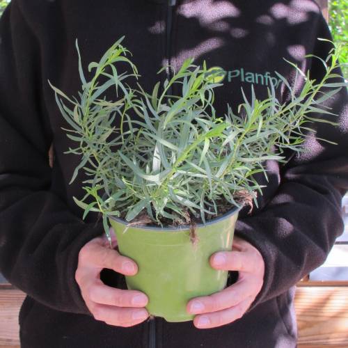 Tarragon buy Tarragon / Artemisia dracunculus