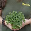 Oregano