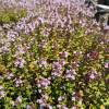 Thyme, Lemon