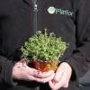Thyme, wild