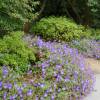 Geranium, Rozanne