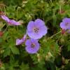 Geranium, Rozanne