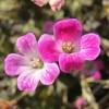 Geranium, Orkney Cherry