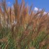 Silver Grass, Evergreen