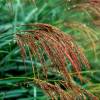 Silver Grass, Evergreen