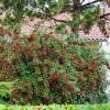 Hedge, flowering 'Julie'