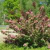 Hedge, flowering 'Julie'