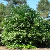 Hedge, flowering 'Julie'