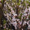 Hedge, flowering 'Julie'