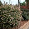 Hedge, flowering  'Emma'
