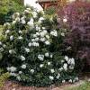 Hedge, flowering  'Emma'