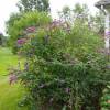 Hedge, flowering  'Emma'