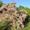 Hedge, flowering  'Emma'