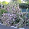 Hedge, flowering  'Emma'