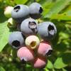 Hedge, Edible 'Ophelie'