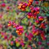 Hedge, wind-break