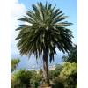 Palm, Canary Island Date