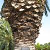 Palm, Canary Island Date
