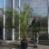 Palm, Canary Island Date