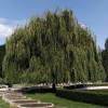 Willow, weeping