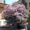 Rose Bay, Pink Flowers