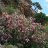 Rose Bay, Pink Flowers