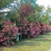 Rose Bay, Pink Flowers