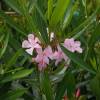 Rose Bay, Pink Flowers