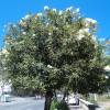 Rose Bay, White Flowers