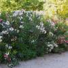 Rose Bay, White Flowers