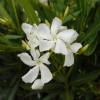 Rose Bay, White Flowers