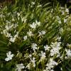 Rose Bay, White Flowers