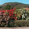 Rose Bay, Red Flowers