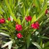 Rose Bay, Red Flowers