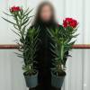 Rose Bay, Red Flowers