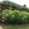 Rose Bay, Yellow Flowers